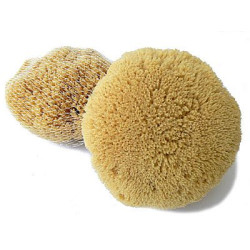 Tichomorská umývacia huba Caribbean Sun 11-12 cm (SLY352)